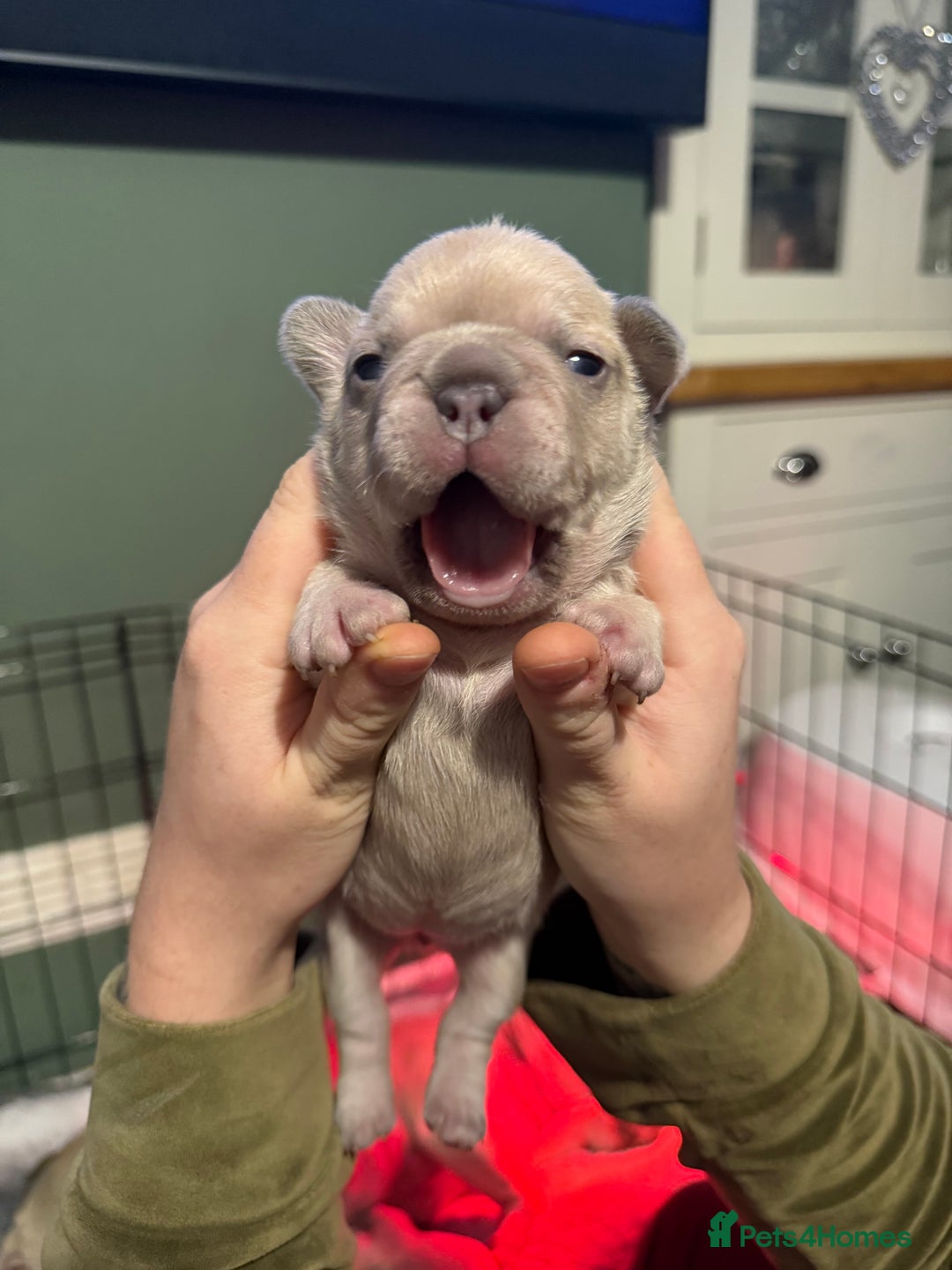 French Bulldog dogs for sale: French bull dog puppy’s  - Advert 13