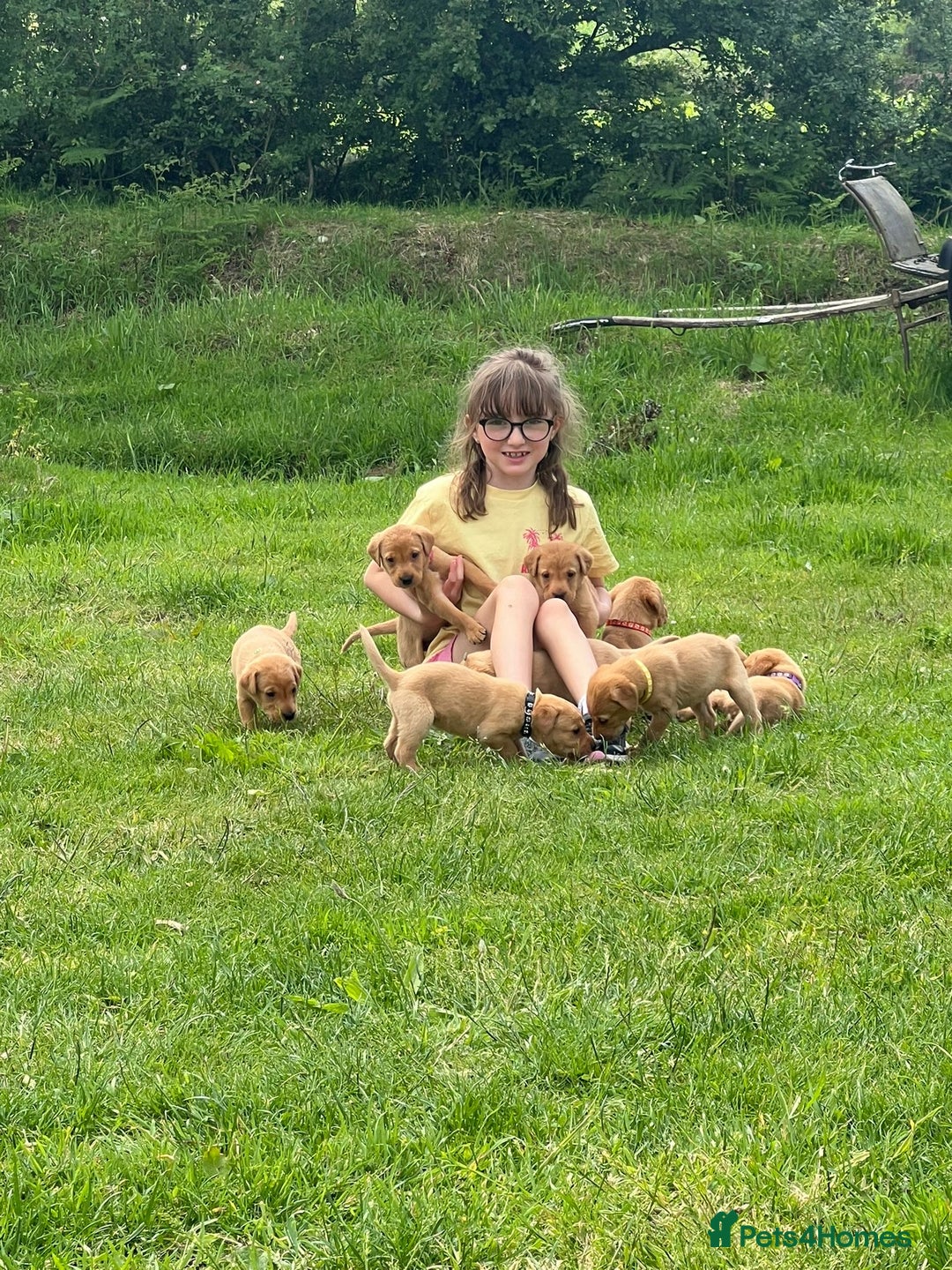 Labrador Retriever dogs for sale: Fox Red pedigree Labradors in Pwllheli - Image 2