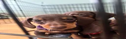Dachshund dogs for sale: Stunning Chocolate & Tan Dachshund Puppies - Advert 5