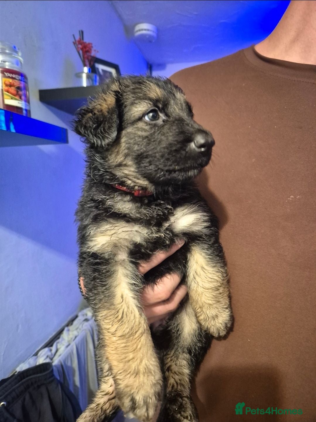 German Shepherd dogs Beautiful straightback German Shepherd Puppies 🐾  - Advert 17