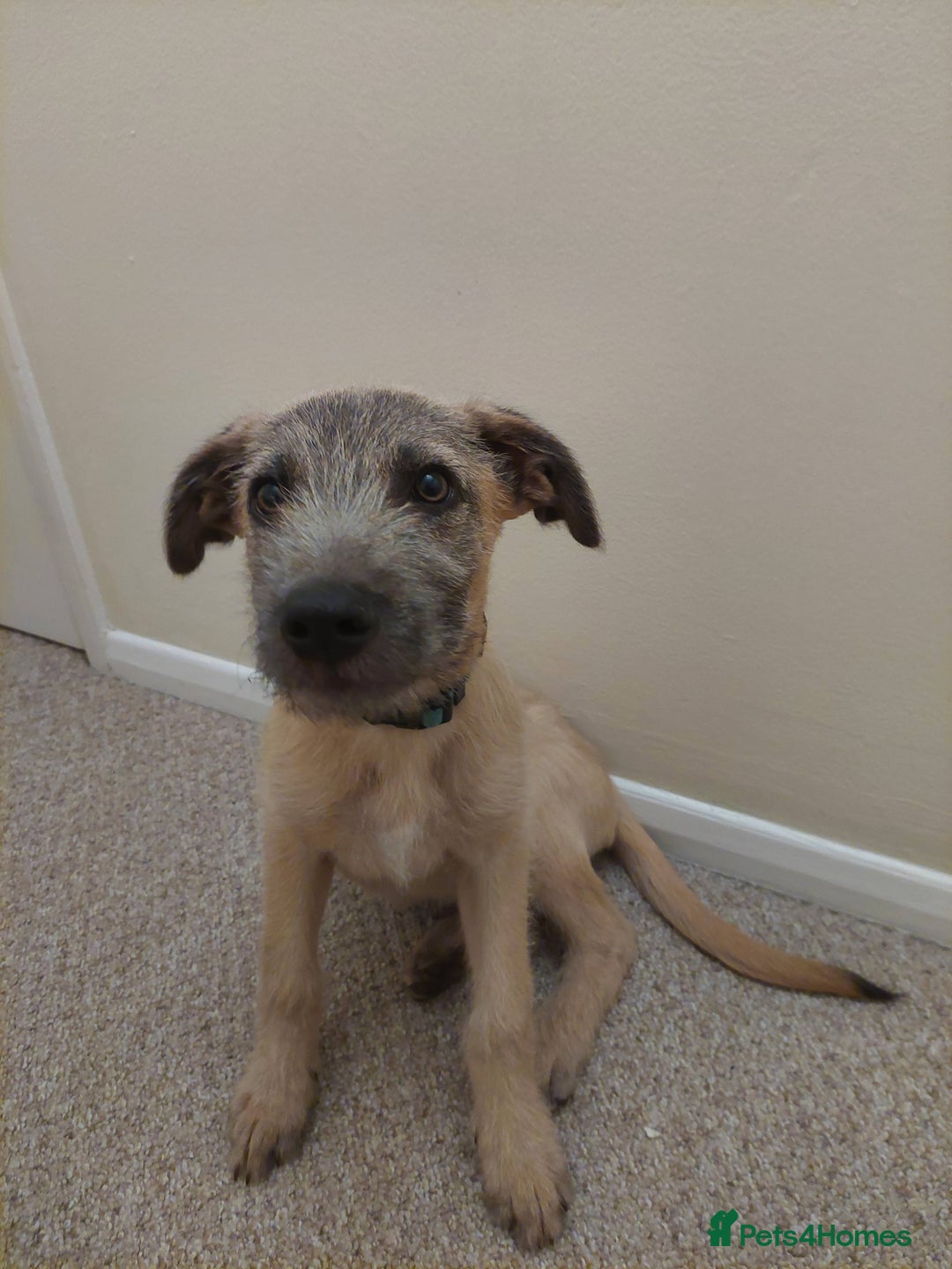 Mixed Breed dogs for sale: 6 month mixed male for urgent rehome - Image 2