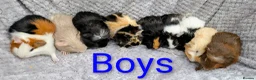 Guinea Pig rodents for sale: Beautiful Baby Guinea Pigs  - Advert 1