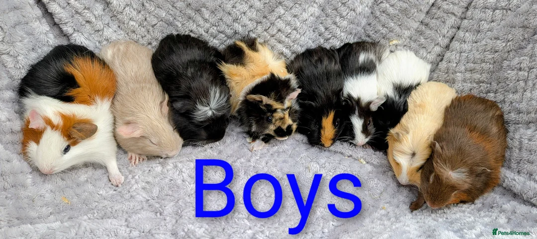 Guinea Pig rodents for sale: Beautiful Baby Guinea Pigs  - Advert 1