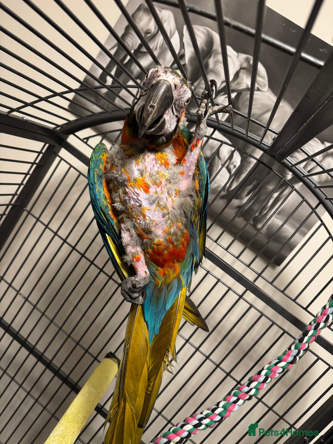 Macaws birds for sale: Harlequin macaw  - Image 7