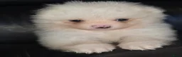Pomeranian dogs for sale: Absolutely  stunning pomeranian  puppies  - Advert 7