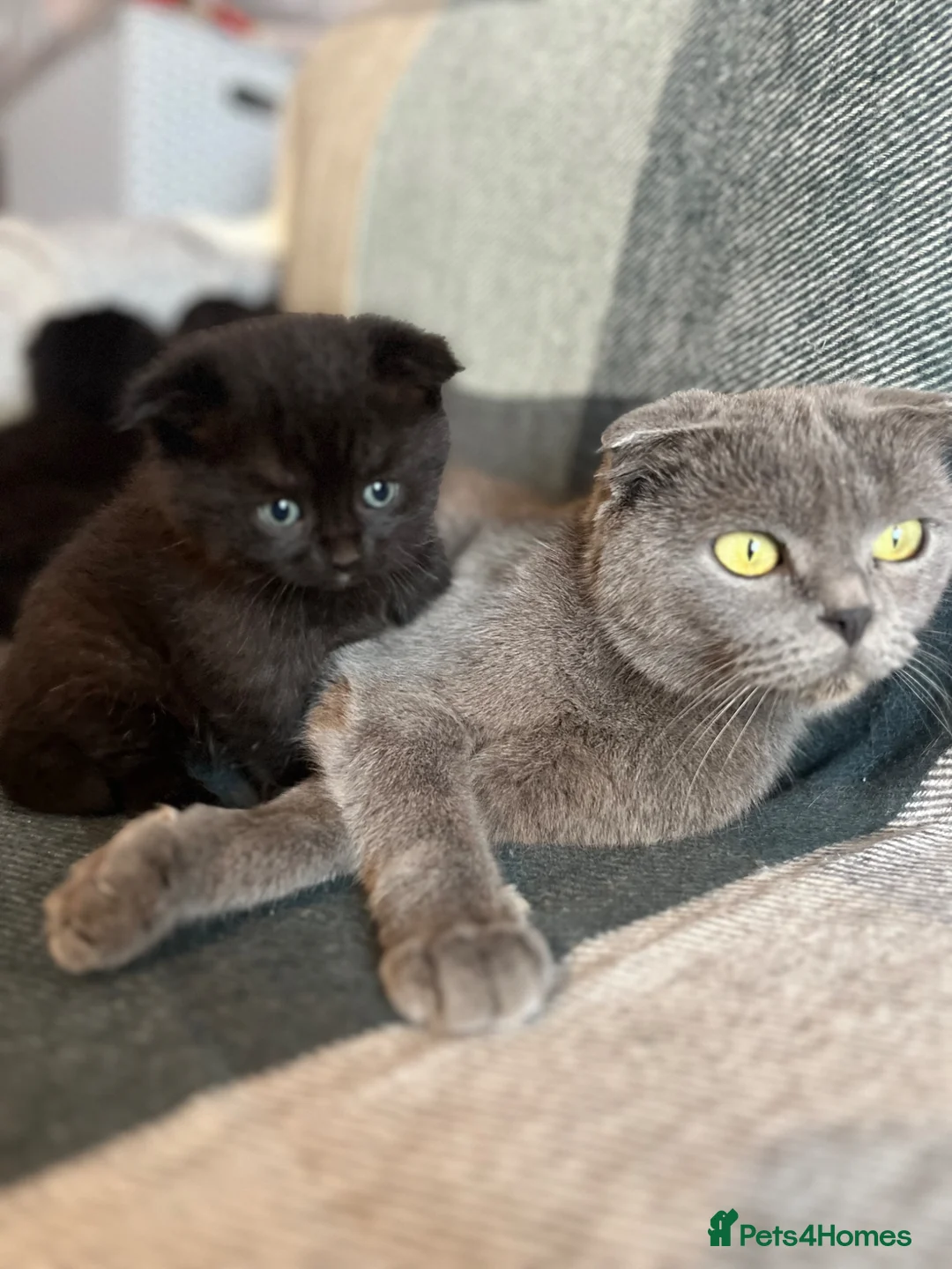 Scottish Fold cats for sale: Adorable Scottish fold kittens  in Loughton - Advert 1