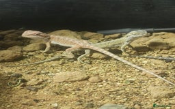 Bearded Dragon reptiles for sale: Baby bearded dragons £50 - Image 5