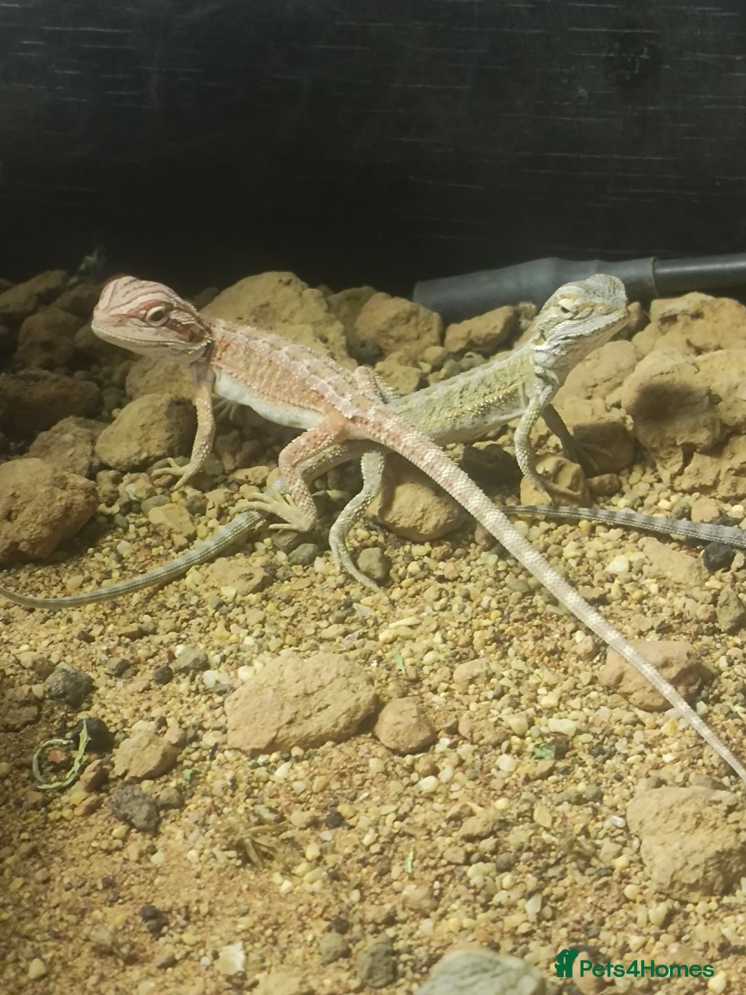 Bearded Dragon reptiles for sale: Baby bearded dragons £50 - Image 5
