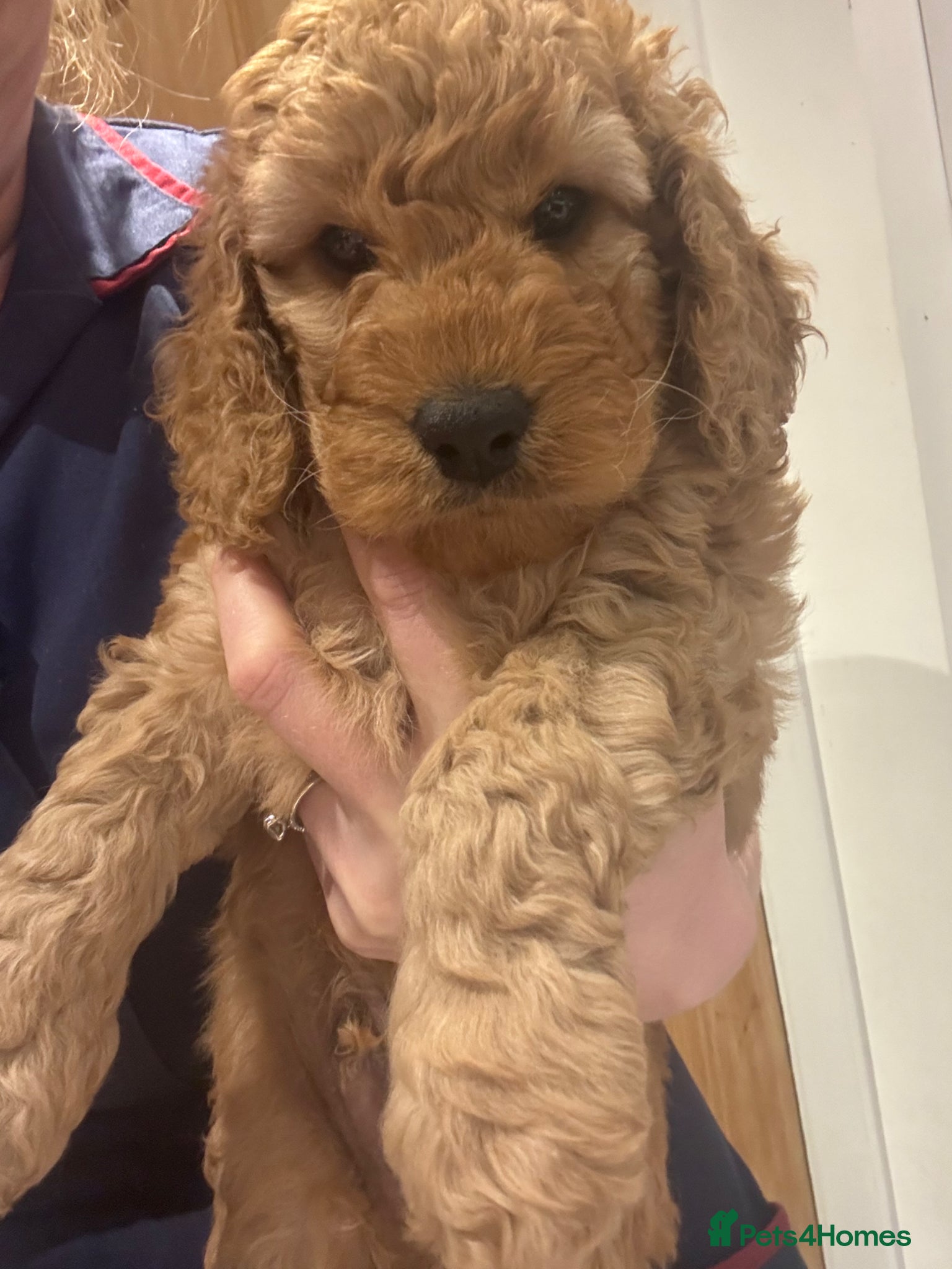 Cockapoo dogs 🐾last Cockapoo Puppy Available for Loving Homes🐾 - Advert 16