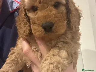 Cockapoo dogs 🐾last Cockapoo Puppy Available for Loving Homes🐾 - Advert 16