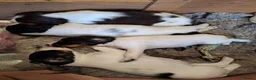 English Springer Spaniel dogs for sale: KC Registered Tri colour English Springer Spaniels in Redruth - Advert 3