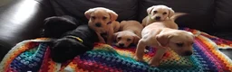 Labrador Retriever dogs for sale: Here come the boys! - Advert 35