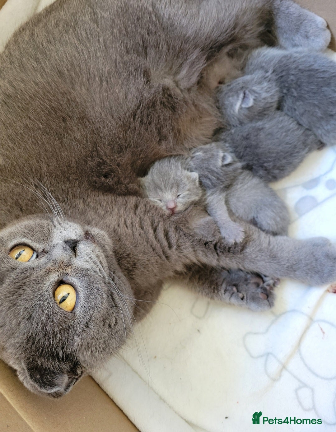 British Shorthair cats for sale: British shorthair kittens😻 - Image 6