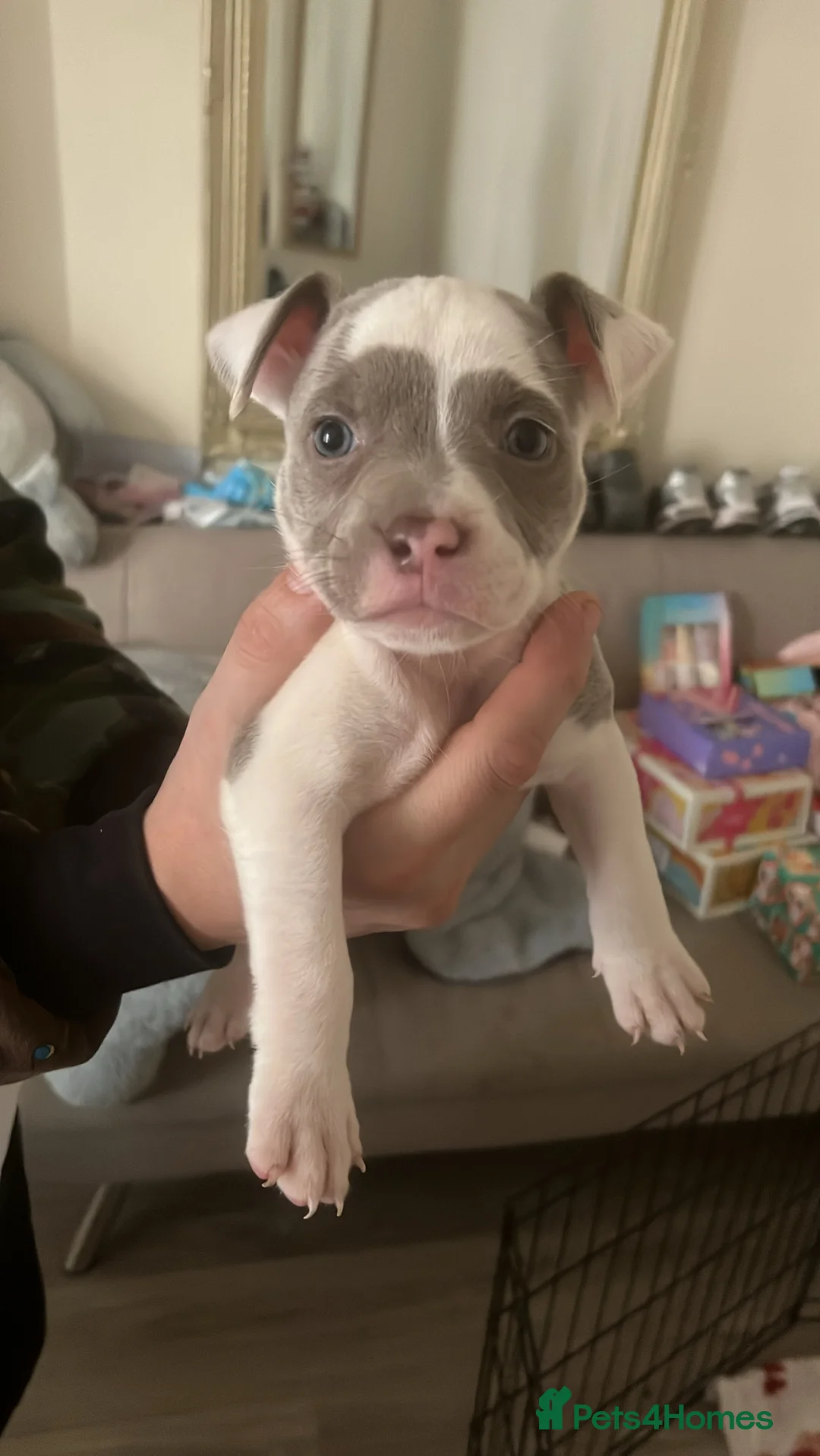 Mixed Breed dogs for sale: pocket bully x frenchie puppies ready to go  - Advert 10