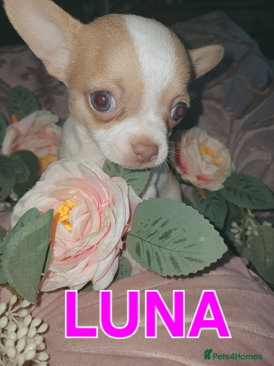 Chihuahua dogs for sale: Chihuahua pups stunning - Image 24