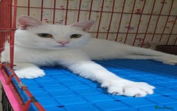 Mixed Breed cats for adoption: Indi is looking for love 💗 - Image 3