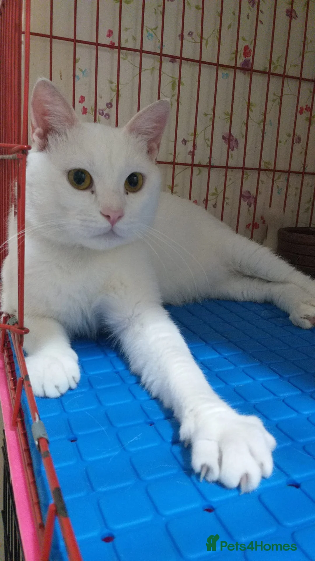 Mixed Breed cats for adoption: Indi is looking for love 💗 - Advert 3