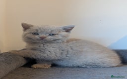 British Shorthair cats for sale: Lilac and Black British Shorthair kittens  - Image 2