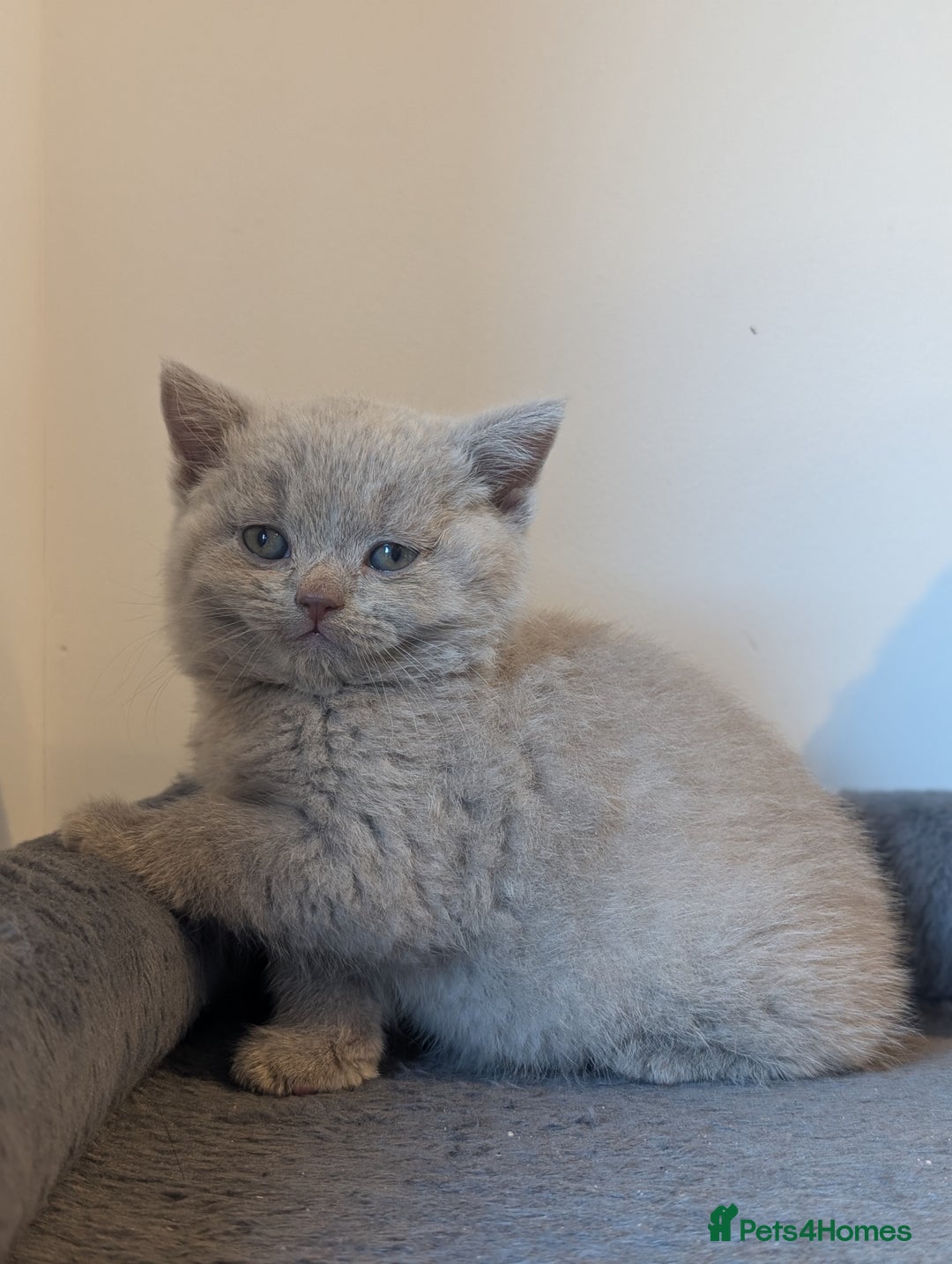 British Shorthair cats for sale: Lilac and Black British Shorthair kittens  - Image 2