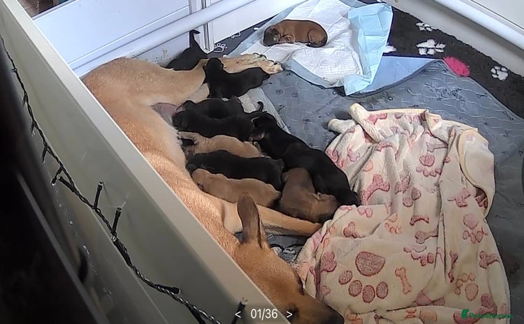 German Shepherd dogs for sale - Advert 1