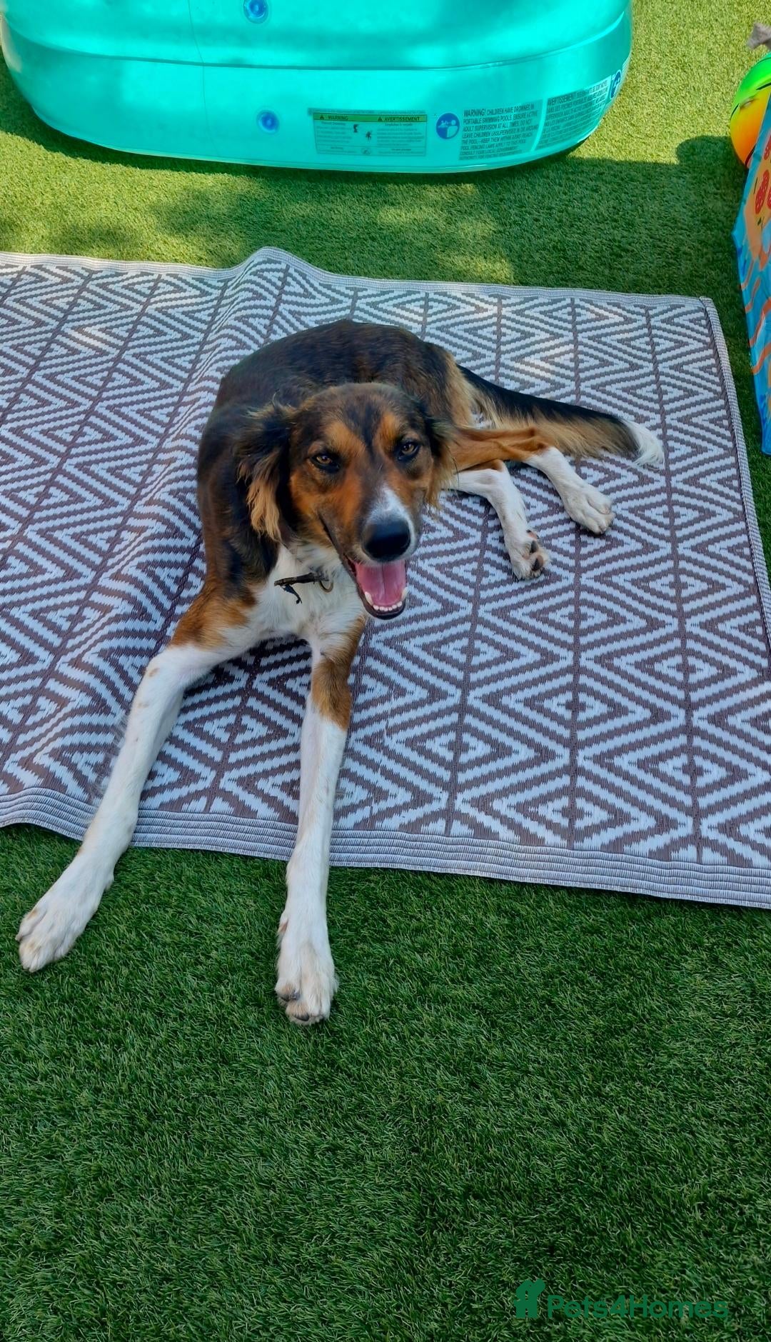 Mixed Breed dogs Loki – 18-Month-Old Saluki Cross Male Family Dog - Advert 10