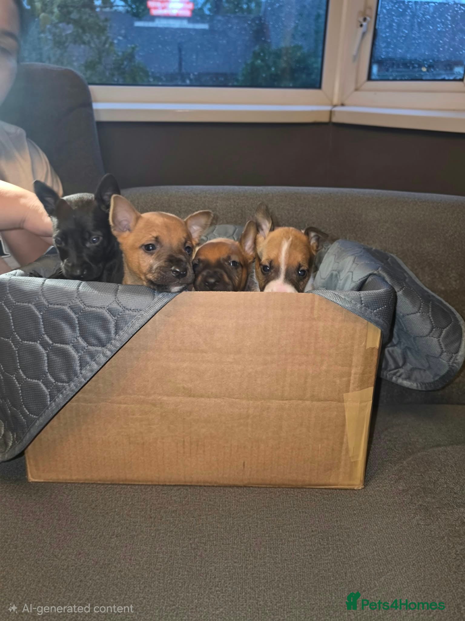 Mixed Breed dogs for sale: Stunning mixed liter of Belgiu malis x staff pups  - Advert 1