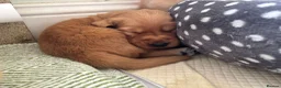 Golden Retriever dogs for sale: Golden Retriever Pup's for sale. - Advert 20