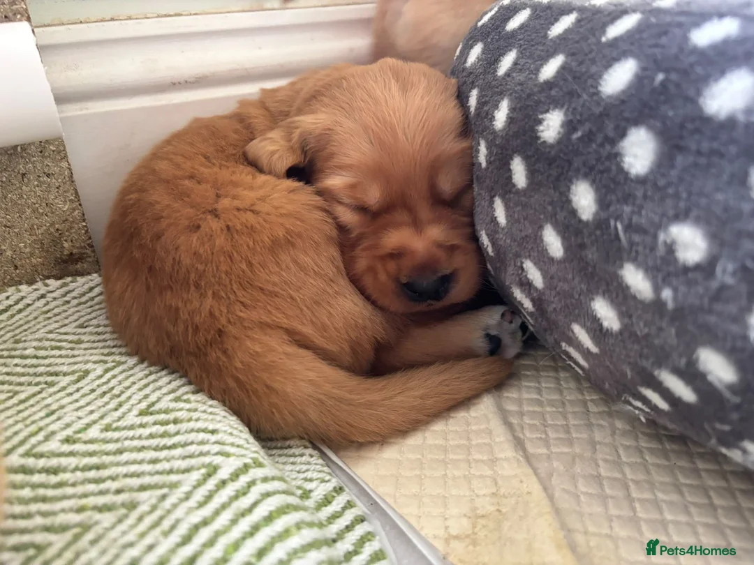 Golden Retriever dogs for sale: Golden Retriever Pup's for sale. - Advert 20