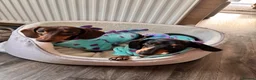 Miniature Dachshund dogs for sale: 2 miniature dashchunds  - Advert 1