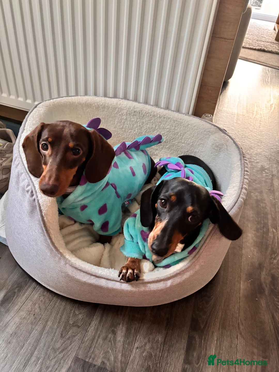 Miniature Dachshund dogs for sale: 2 miniature dashchunds  - Advert 1