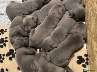 Staffordshire Bull Terrier dogs KC & DNA Tested Blue Staffordshire Bull Terriers - Advert 4