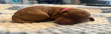 Cockapoo 6