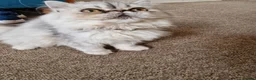 Persian cats for sale: Beautiful Mochi – 7-Month-Old Female Cat  - Advert 3