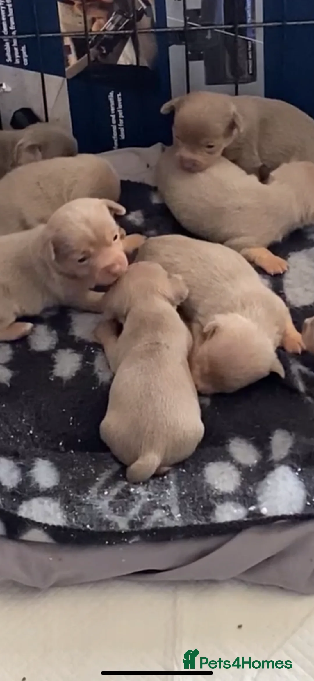 Jack Russell dogs for sale: Much Wenlock Jack Russell Puppies - Advert 9