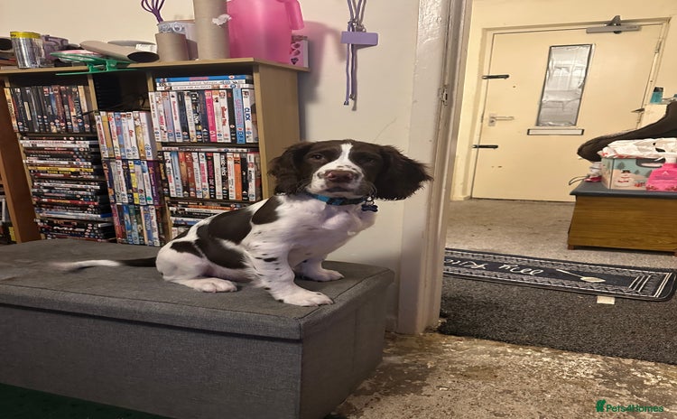 English Springer Spaniel dogs - Advert 1