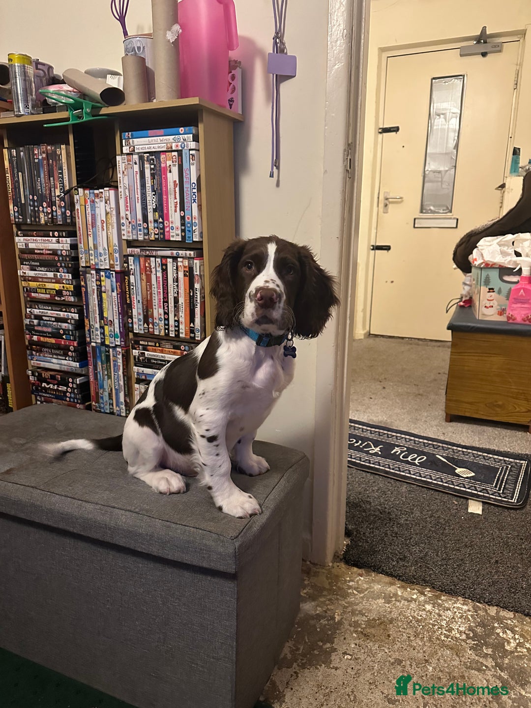 English Springer Spaniel dogs for sale: 20 ish week old springer spaniel - Image 1