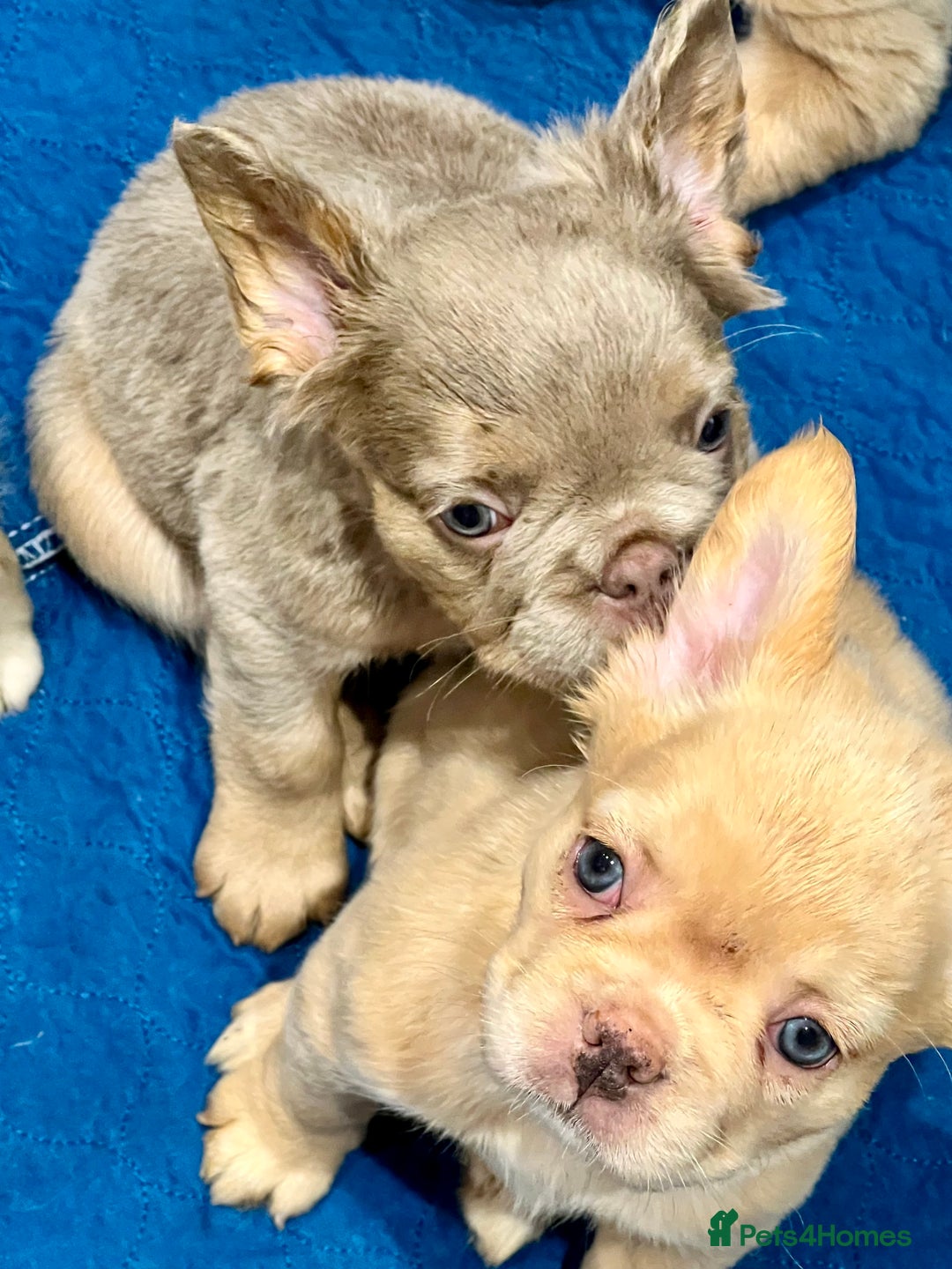 French Bulldog dogs for sale: LAST GIRL FLUFFY FRENCH BULLDOG PUPPY - Image 9