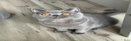 British Shorthair cats for sale: Older BSH kittens looking for their forever home🐾 - Advert 26