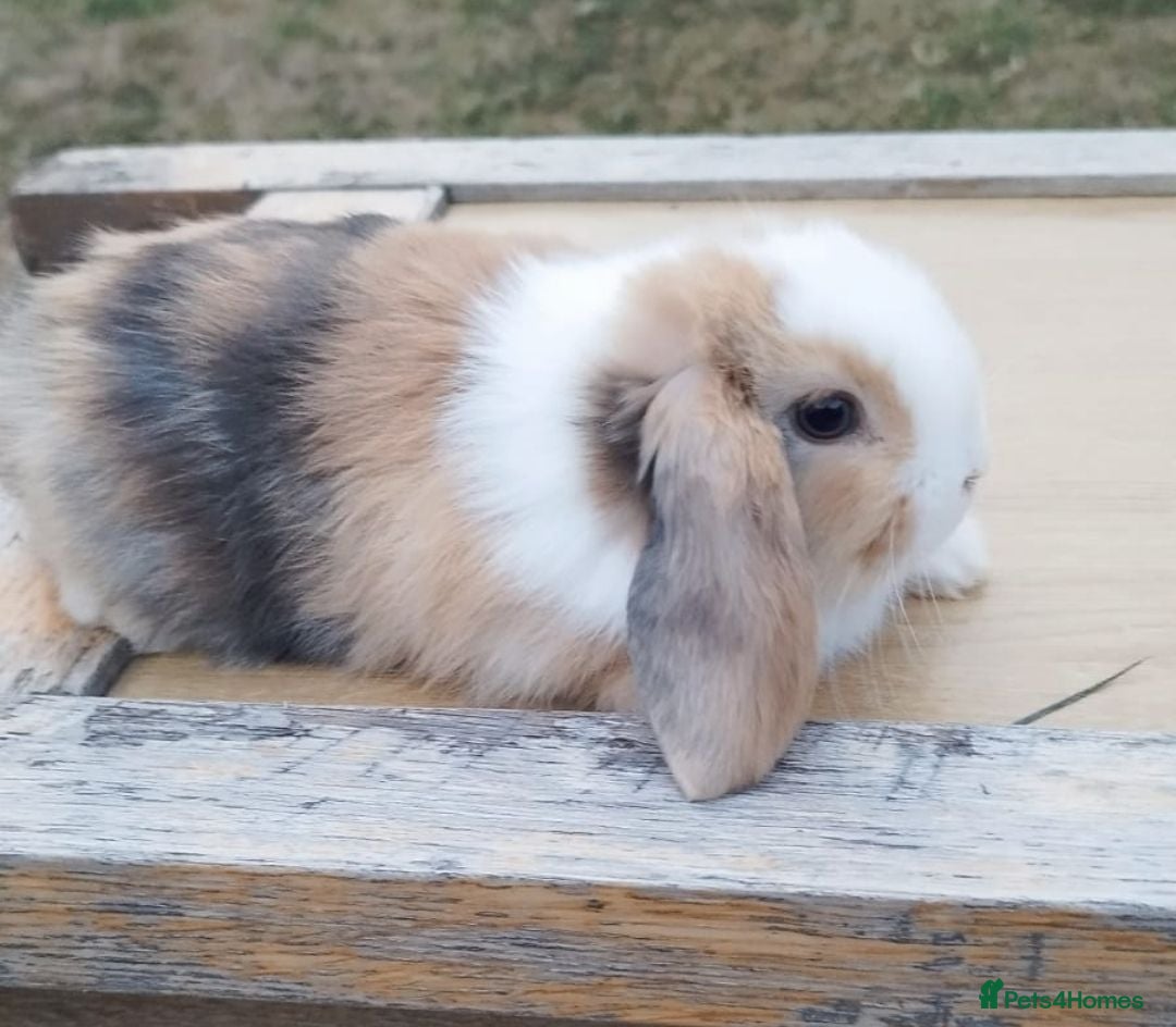 Mini Lop rabbits Minilop bunnies  - Advert 1