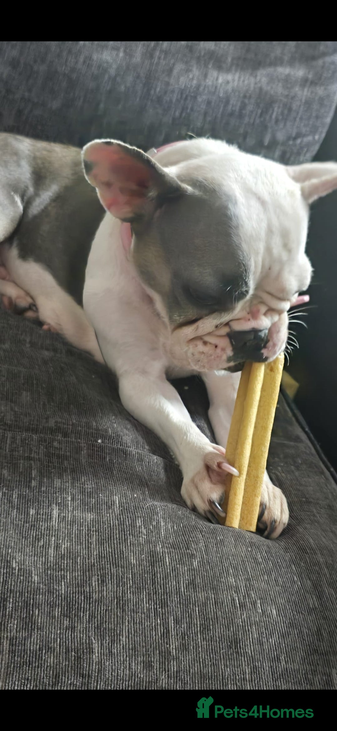 French Bulldog dogs for sale: 3yrs old French bulldog bitch  - Image 4