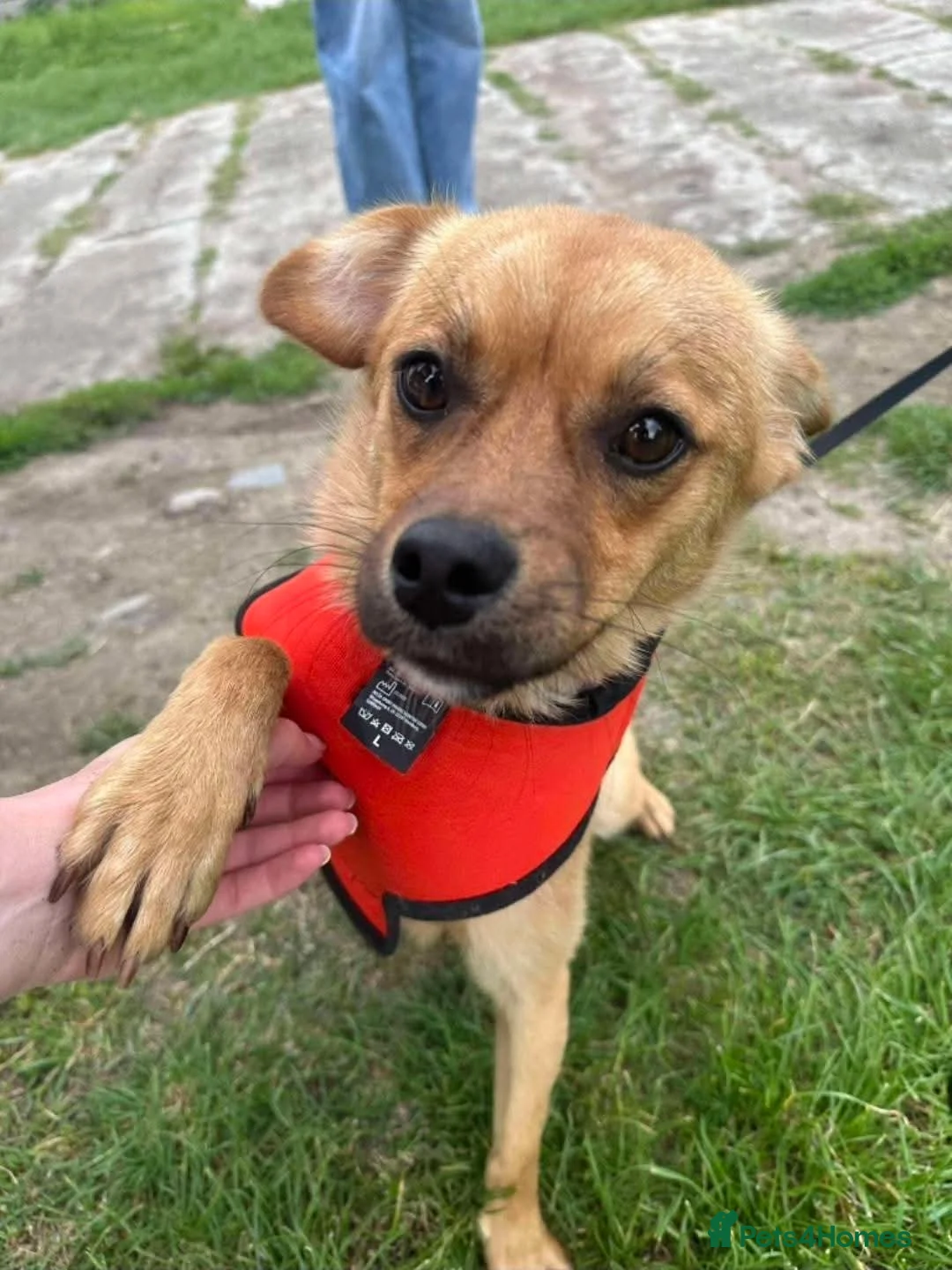 Mixed Breed dogs for adoption: Meet Jaspher, currently residing in Wakefield  - Advert 4