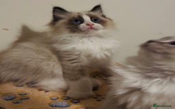 Ragdoll cats for sale: 💙🐾Tica full Pedigree🐾EU Ragdoll 🐱🐾DNA Clear - Image 16