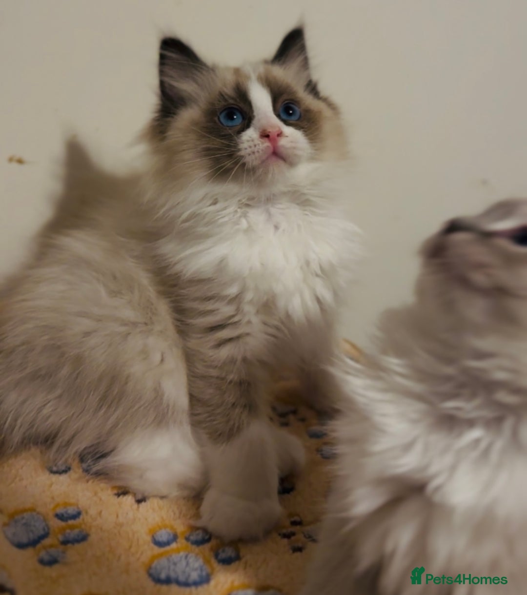 Ragdoll cats for sale: 💙🐾Tica full Pedigree🐾EU Ragdoll 🐱🐾DNA Clear - Image 16