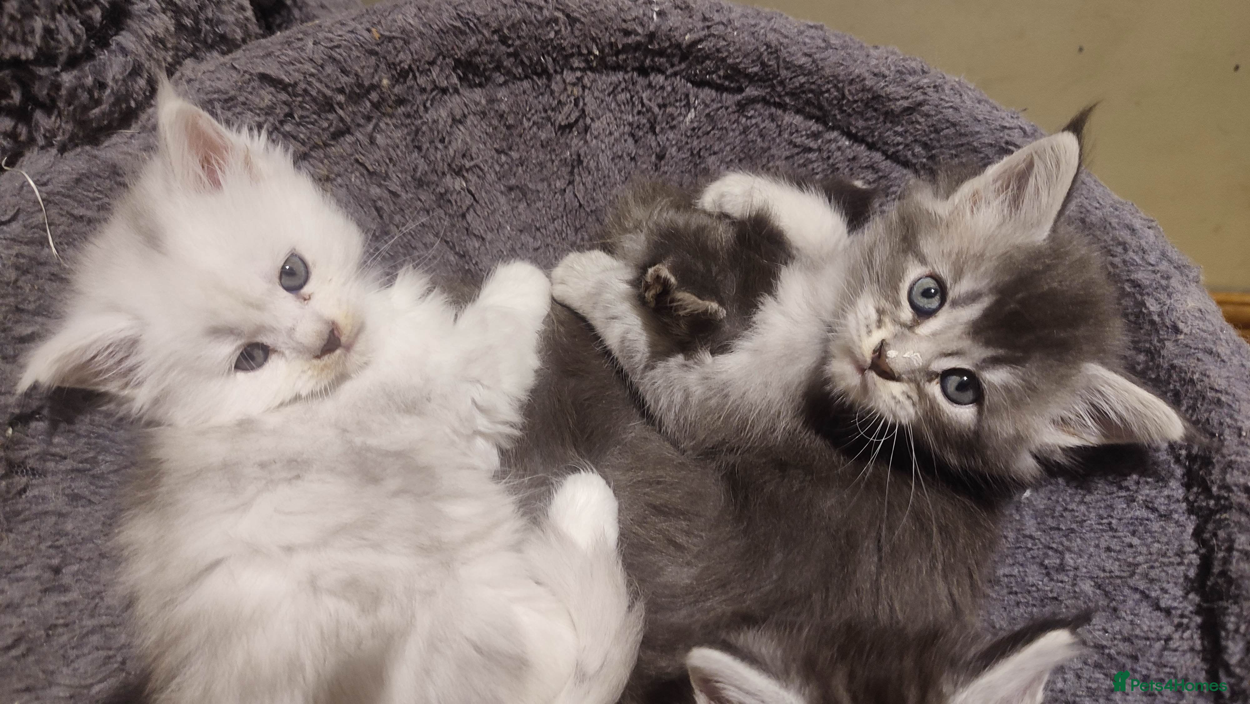 Maine Coon cats Tica Reg and fully health tested - Advert 10