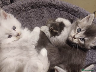 Maine Coon cats Tica Reg and fully health tested - Advert 10