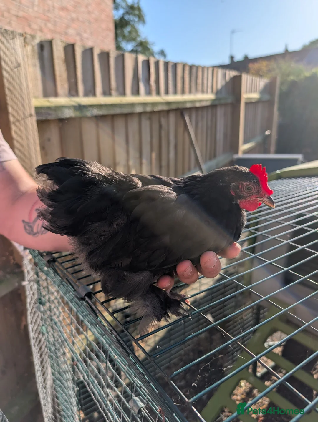 Chickens poultry for sale: Pekin bantam Cockerels  in Leicester - Advert 4