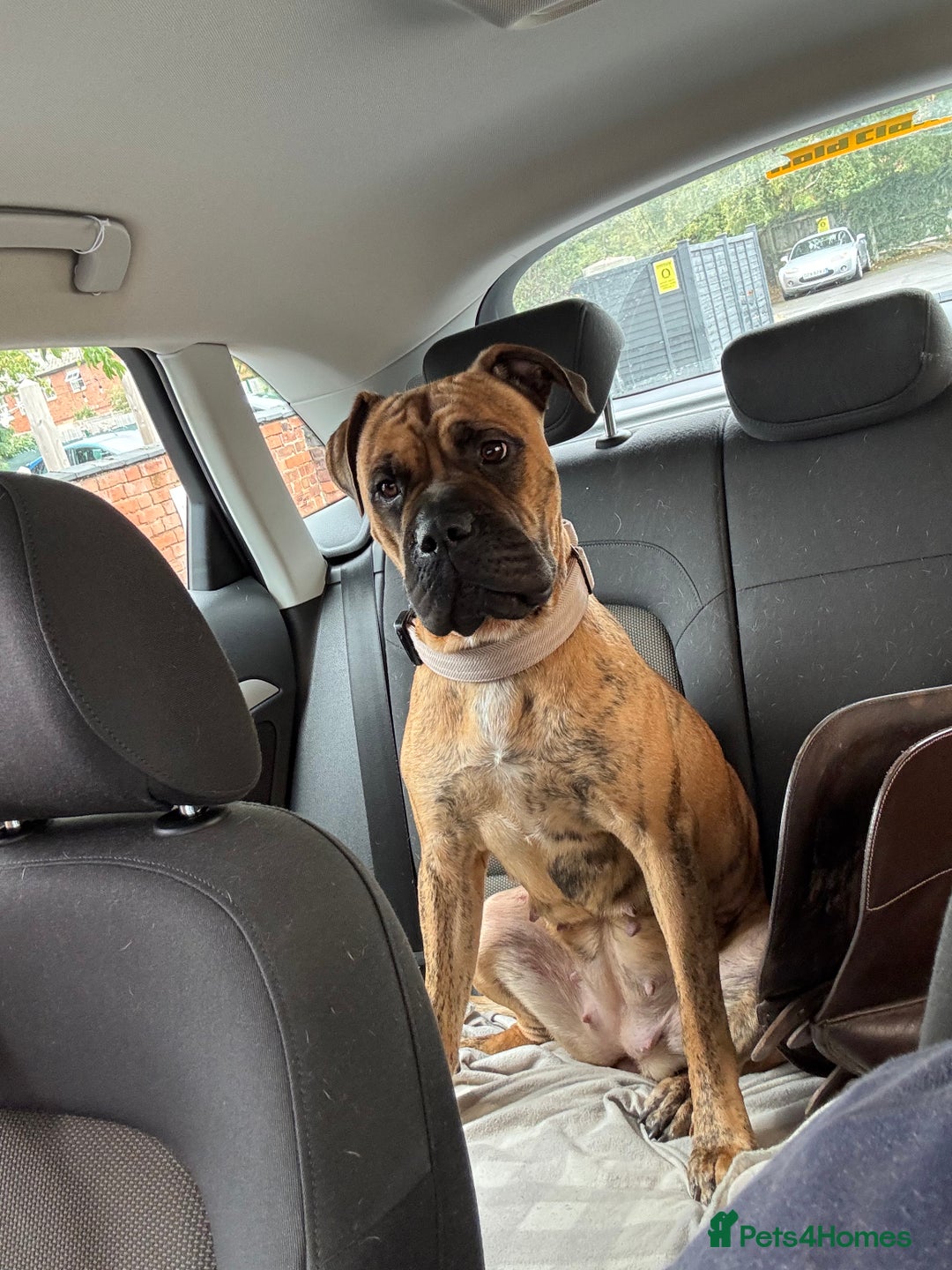 Presa Canario dogs for sale: Ecco  - Advert 6