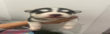 Siberian Husky 3