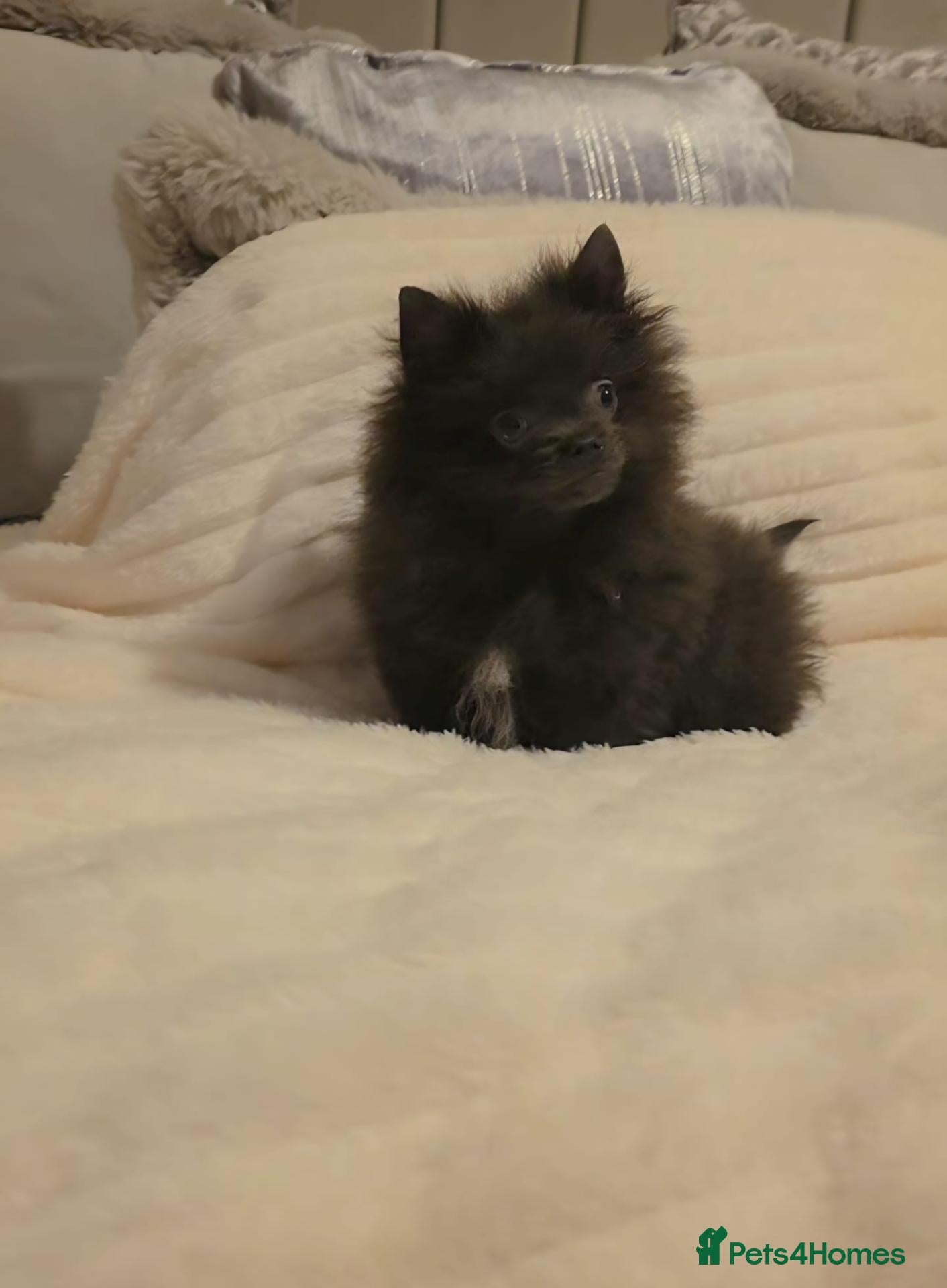 Pomeranian dogs 🐶READY TODAY🐶1 Tiny baby boy left  🐶  - Advert 1