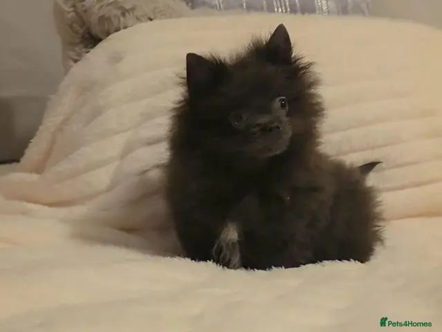 Pomeranian dogs 🐶READY TODAY🐶1 Tiny baby boy left 🐶 - Advert 1